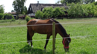 Paardenafrastering