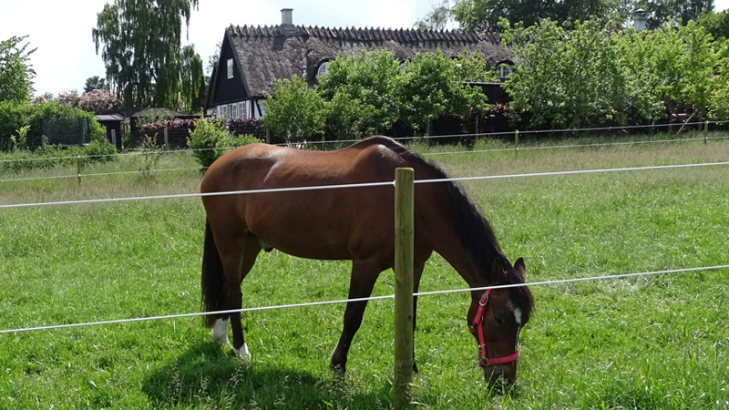 Paardenafrastering